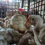 harga-pakan-masih-mahal-sebabkan-h