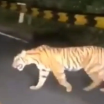 BKSDA benarkan kemunculan harimau sumatra di jalan Lintas Barat Krui hariamau
