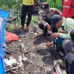 pekerja-perkebunan-akasia-diterkam