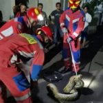 Ular Sanca Berhasil Dievakuasi dari Rumah Warga di Jalan Mawar 9cdbd9b0080e1b5358a112d3f2f2963f