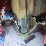 Ular Sanca Berhasil Dievakuasi dari Rumah Warga di Jagakarsa 915c25e9820a97780a229d4b88f7e05b