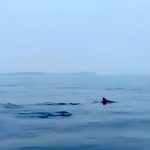 a0484c8bc8bf0f108243ed0ac7d51071