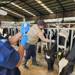 minimalisir-penyebaran-pmk-pengawa