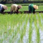 BPS Catat Produksi Padi Aceh 2024 Capai 1,66 Juta Ton download