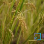 produksi-padi-di-riau-awal-2025-mel
