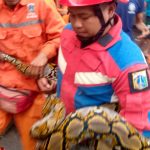 Petugas Amankan Sanca Lima Meter di Plafon Rumah Warga 313218884e4a8de2fb40898862cd7233