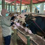 Masyarakat Diminta Patuhi Ketentuan Terkait Pembelian dan Penjualan Hewan Kurban 0fbcaefb9de361055c97c1c474efd46b