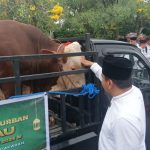 polda-riau-salurkan-151-sapi-dan-48