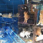 Pramono Teken Pergub Larangan Jual-Beli Daging Anjing dan Kucing Sejumlah kucing di dalam kandang menunggu sterilisasi dan vaksinasi rabies