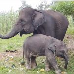 tiga-gajah-sumatera-betina-di-riau