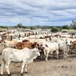 13a66d08f9c0cd36684e9748cf824bf8