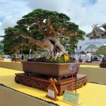 bonsai-termahal-di-pameran-pekanbar