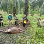 Ternak Warga Dayun Siak Jadi Korban, Jejak Kaki Harimau 15 CM Ditemukan Tim BBKSDA ternak-warga-dayun-siak-jadi-korban