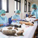 KPKP Jakpus Bakal Sterilisasi 150 Kucing Lokal Sudin KPKP Jakpus Akan Gelar Sterilisasi 150 Kucing Jantan Lokal
