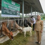 304-kasus-penyakit-mulut-dan-kuku-d (1)