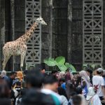 Kandang jerapah ramai dipadati pengunjung saat Libur Nataru
