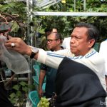 Wali Kota Jakarta Timur, Munjirin sedang memanen salah satu varietas anggur