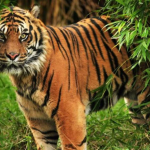harimau