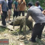 kibas-telinga-lembut-kode-terima