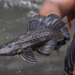 Rencana Pemberian Insentif Warga Kendalikan Ikan Sapu-Sapu Bisa Diperluas