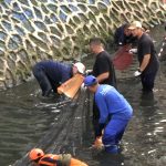 Pemprov DKI Bakal Intensifkan Pengerukan Sungai dan Pengendalian Ikan Sapu-Sapu