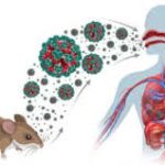 Belum Ditemukan Kasus Hantavirus di Riau, Masyarakat Diminta Tetap Waspada download (12)