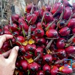 Turun Harga Kelapa Sawit Mitra Plasma Minggu Ini Jadi Rp3.941 per Kg 1786425988
