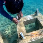 10.684 Bibit Karang Sudah Didistribusikan ke Empat Pulau