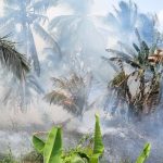 Kebakaran 2 Hektare Perkebunan Kelapa di Inhil Berhasil Dipadamkan 1789381351