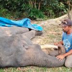 Dunia Konservasi Berduka, Gajah Diego Mati di PLG Minas Riau 1789615193